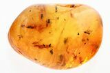 Fossil Parasitoid Wasp (Lagynodes) in Baltic Amber #343262-1